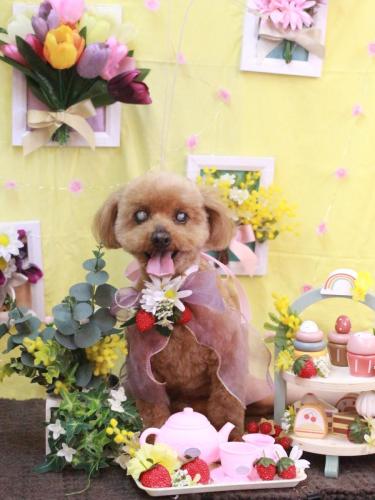 20230311ももちゃん